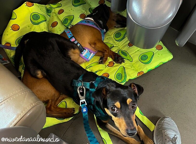 norte de Italia con perro