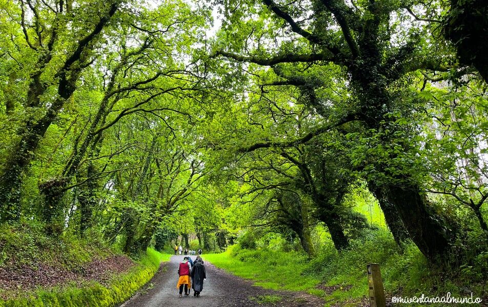 Camino de Santiago con perro