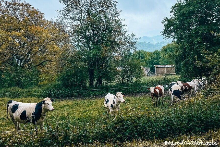 camino de santiago desde Sarria