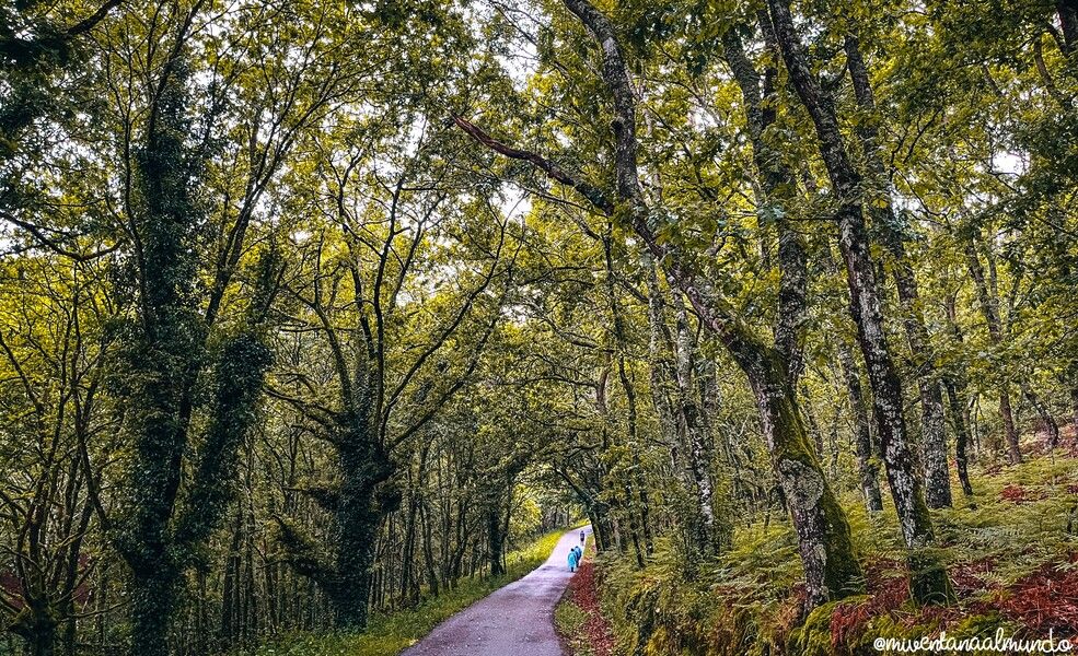 camino de santiago desde Sarria