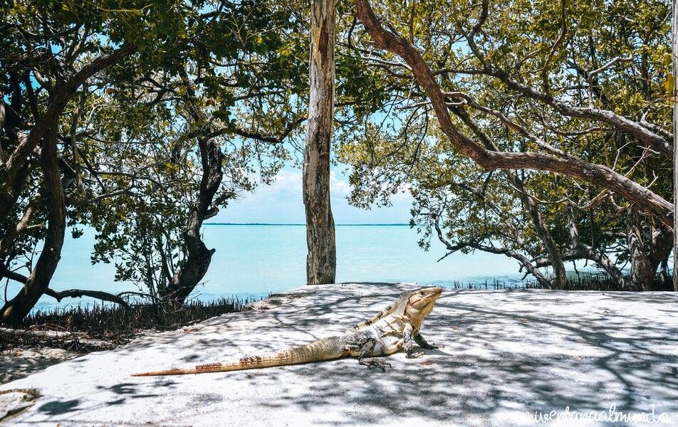 las mejores excursiones que hacer en Riviera Maya